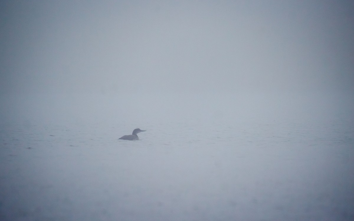 Common Loon - ML645357298