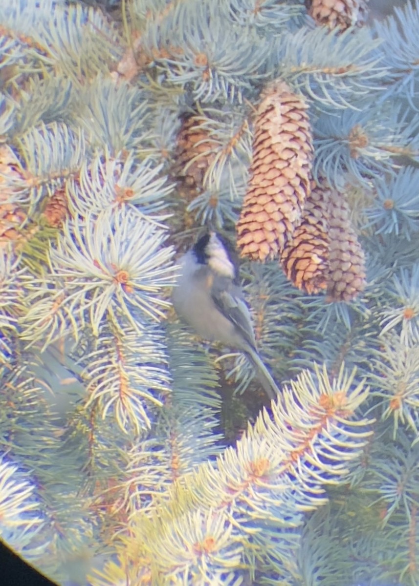 Black-capped Chickadee - ML645357302