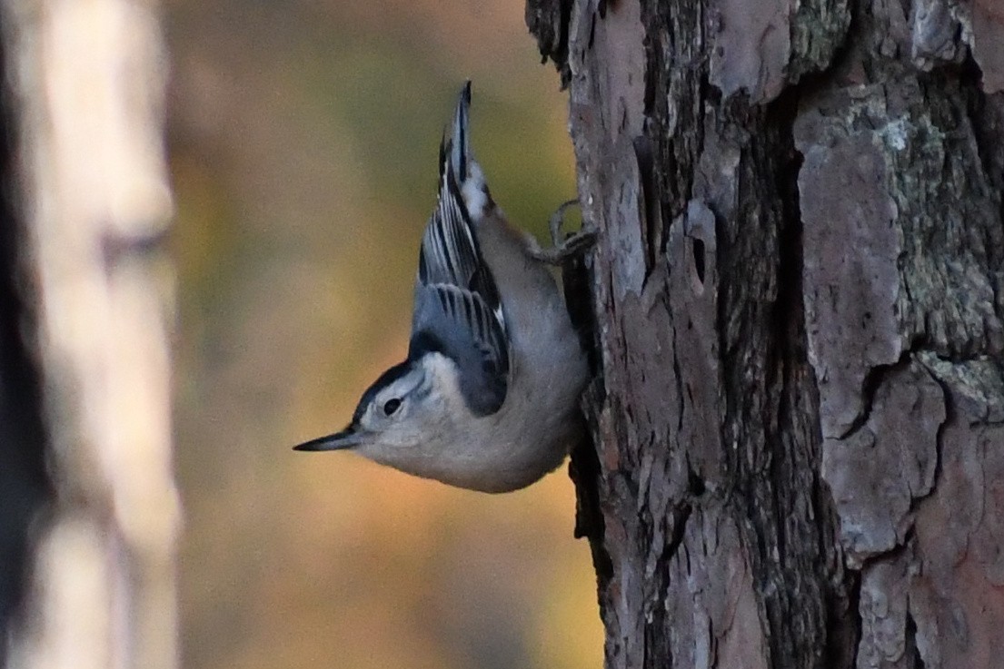White-breasted Nuthatch (Eastern) - ML645357303