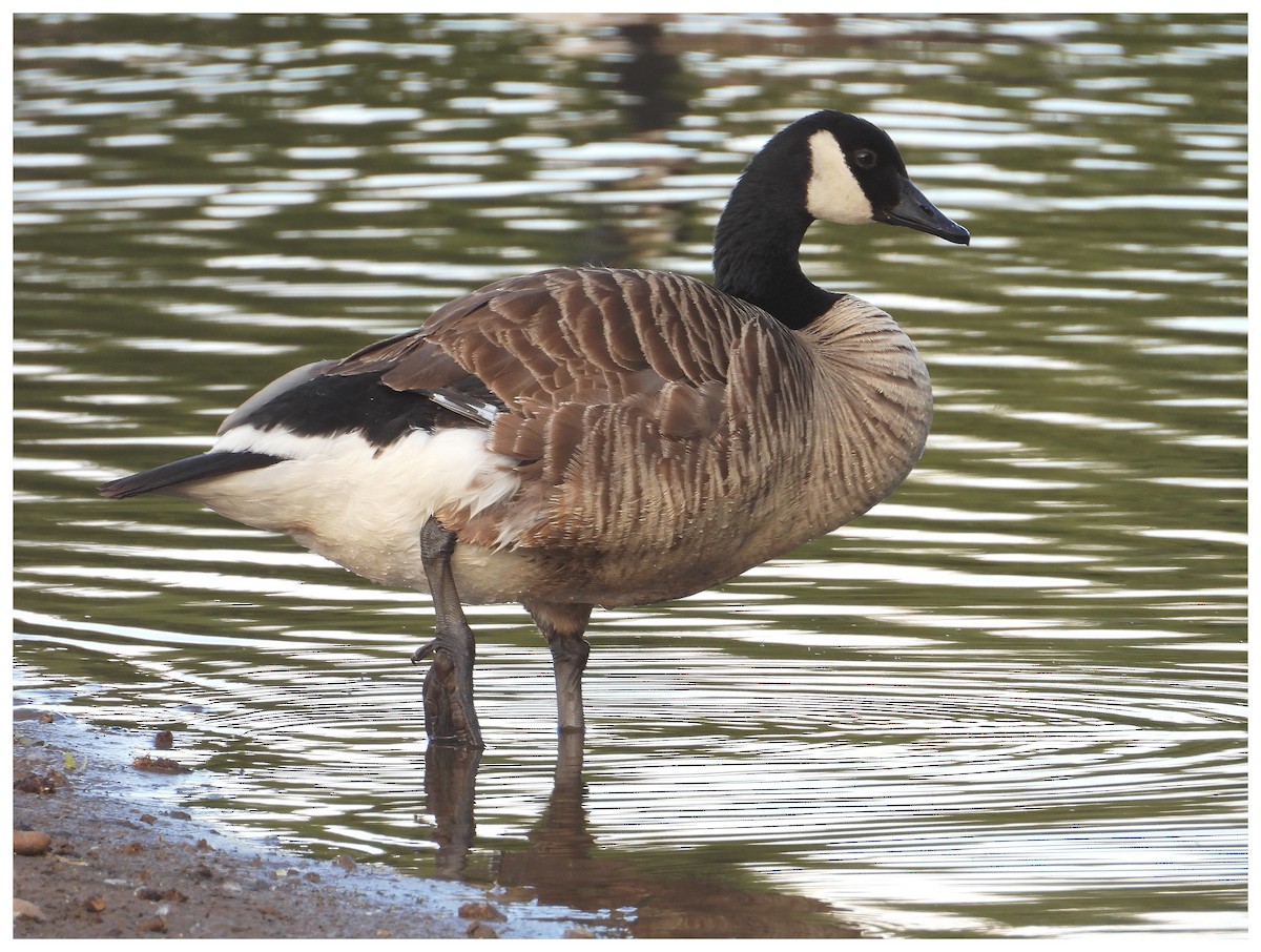 Canada Goose - ML645357305