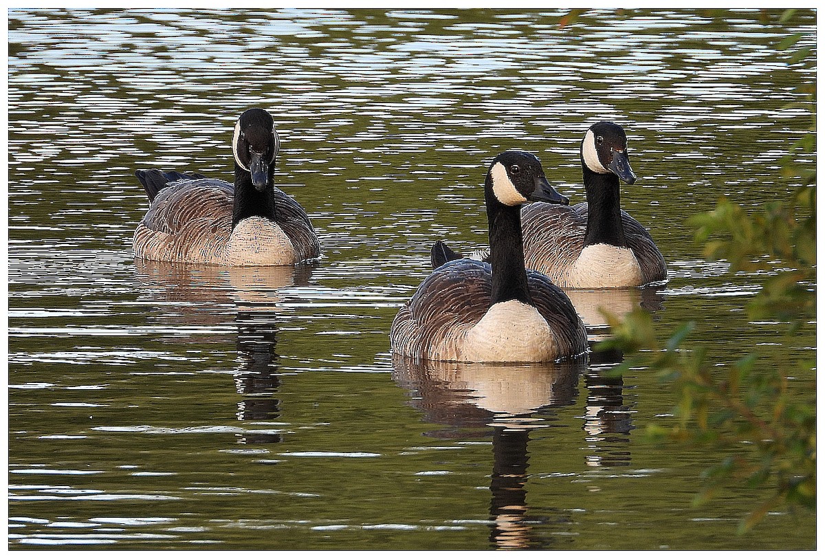 Canada Goose - ML645357312