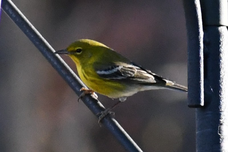 Pine Warbler - ML645357314