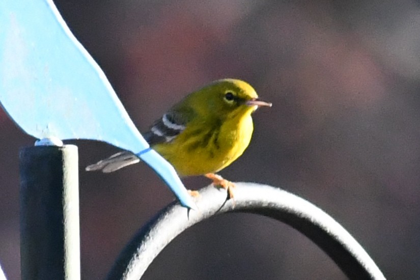 Pine Warbler - ML645357315