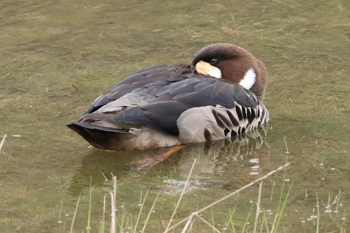 Spectacled Duck - ML645357316