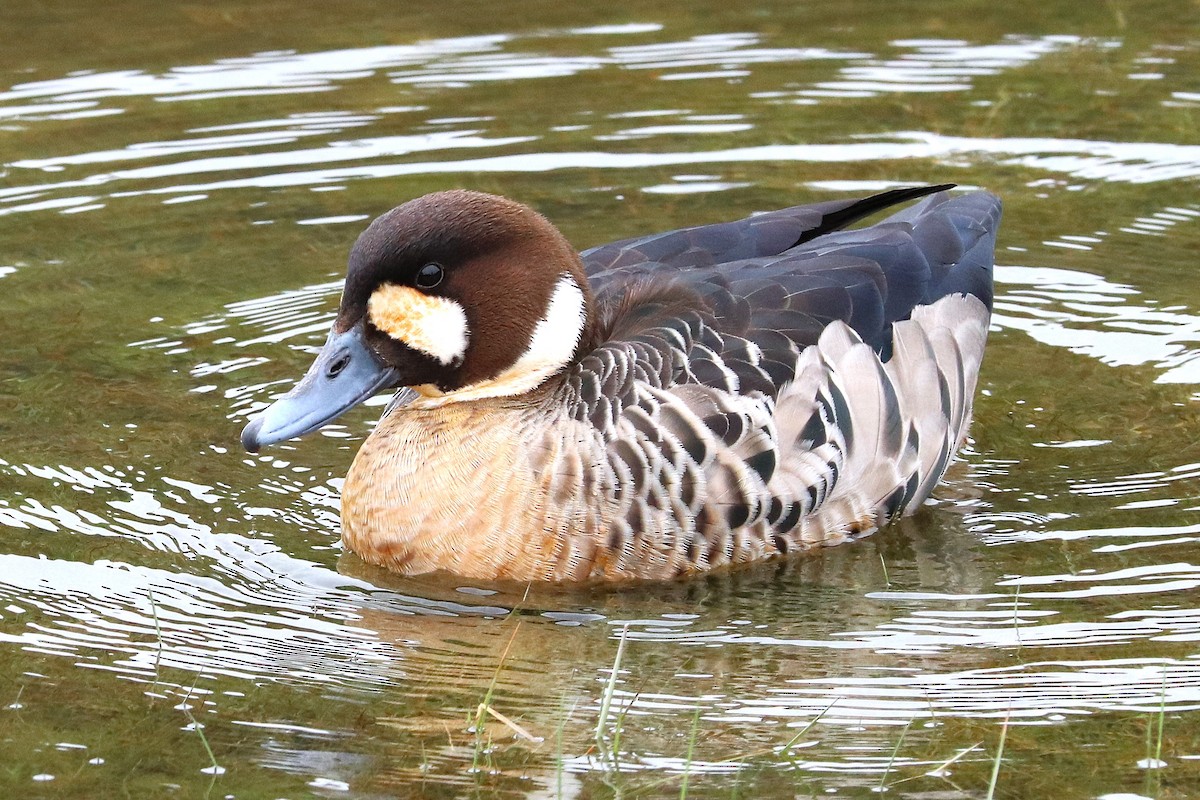 Spectacled Duck - ML645357317