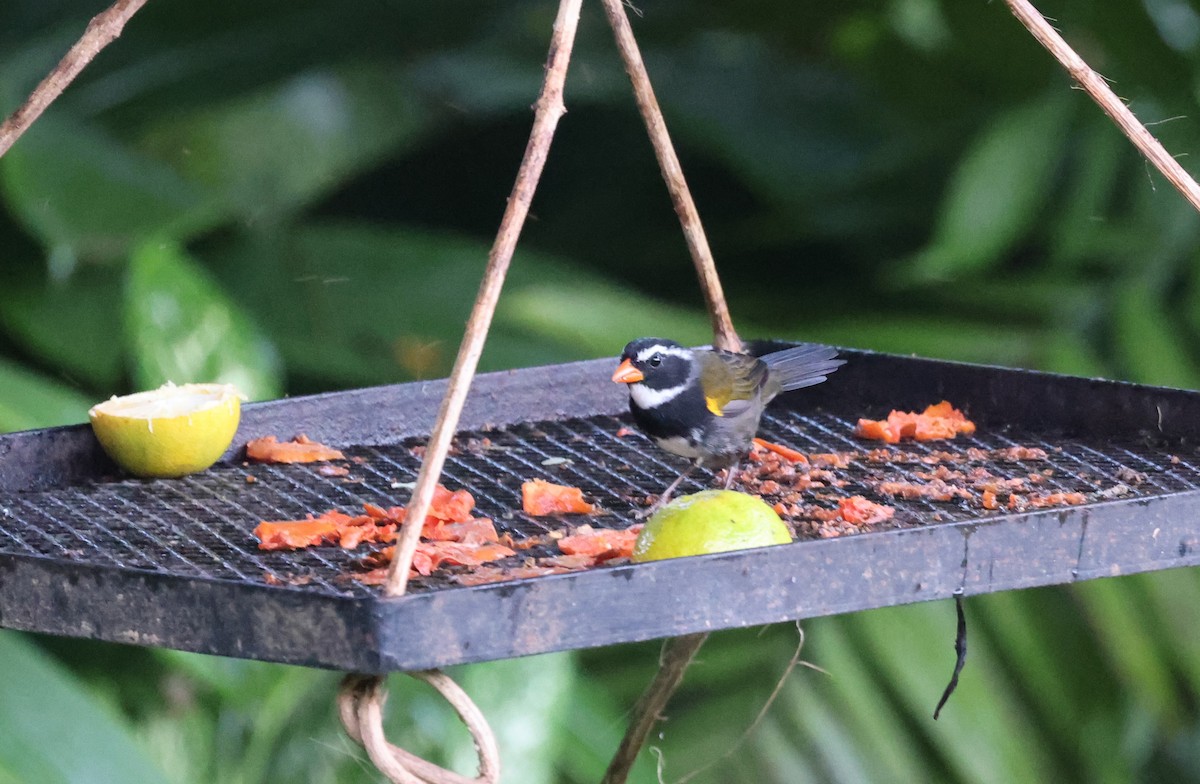 Orange-billed Sparrow - ML645357318