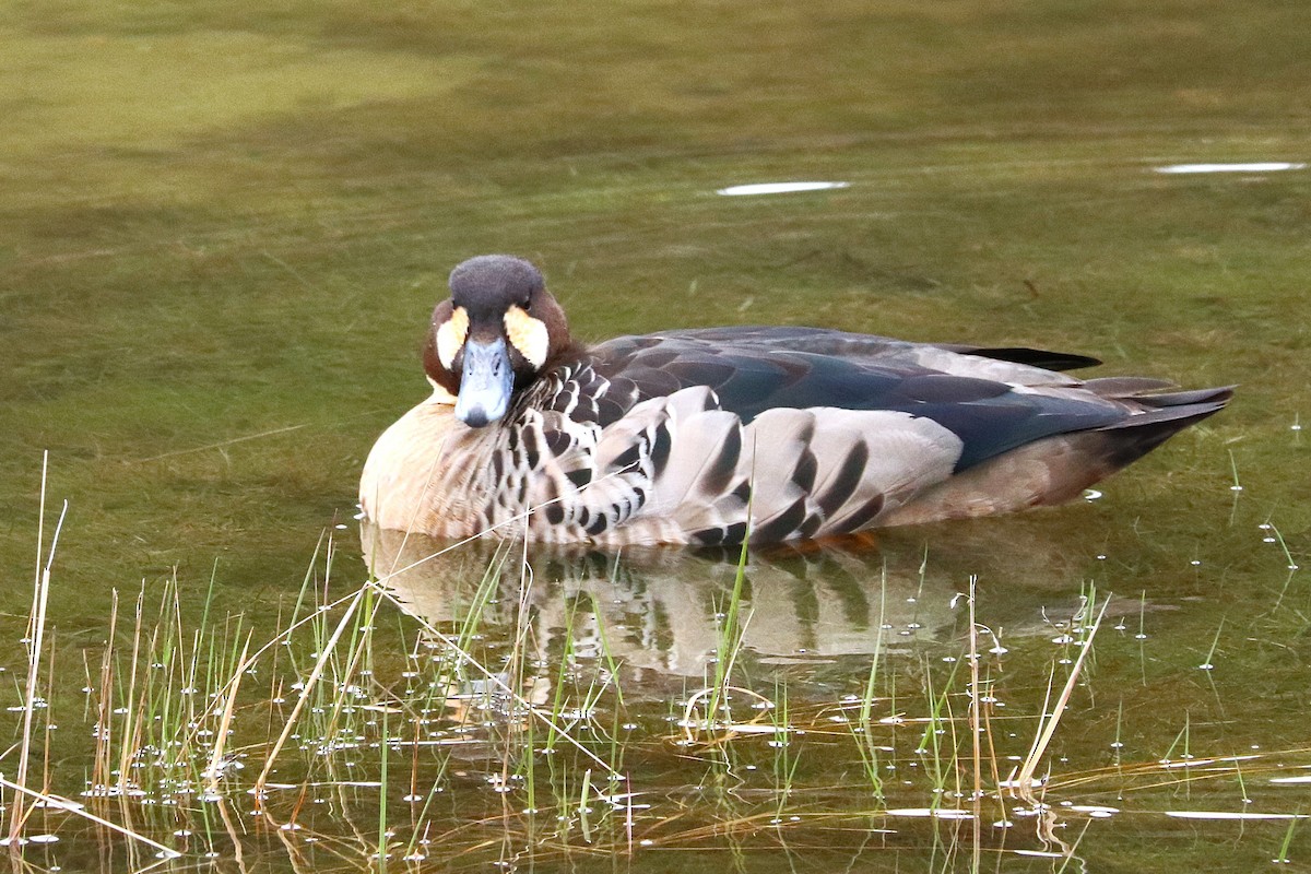 Spectacled Duck - ML645357319