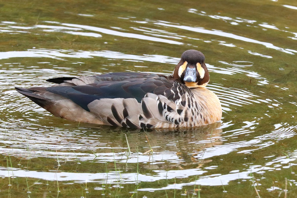 Spectacled Duck - ML645357321
