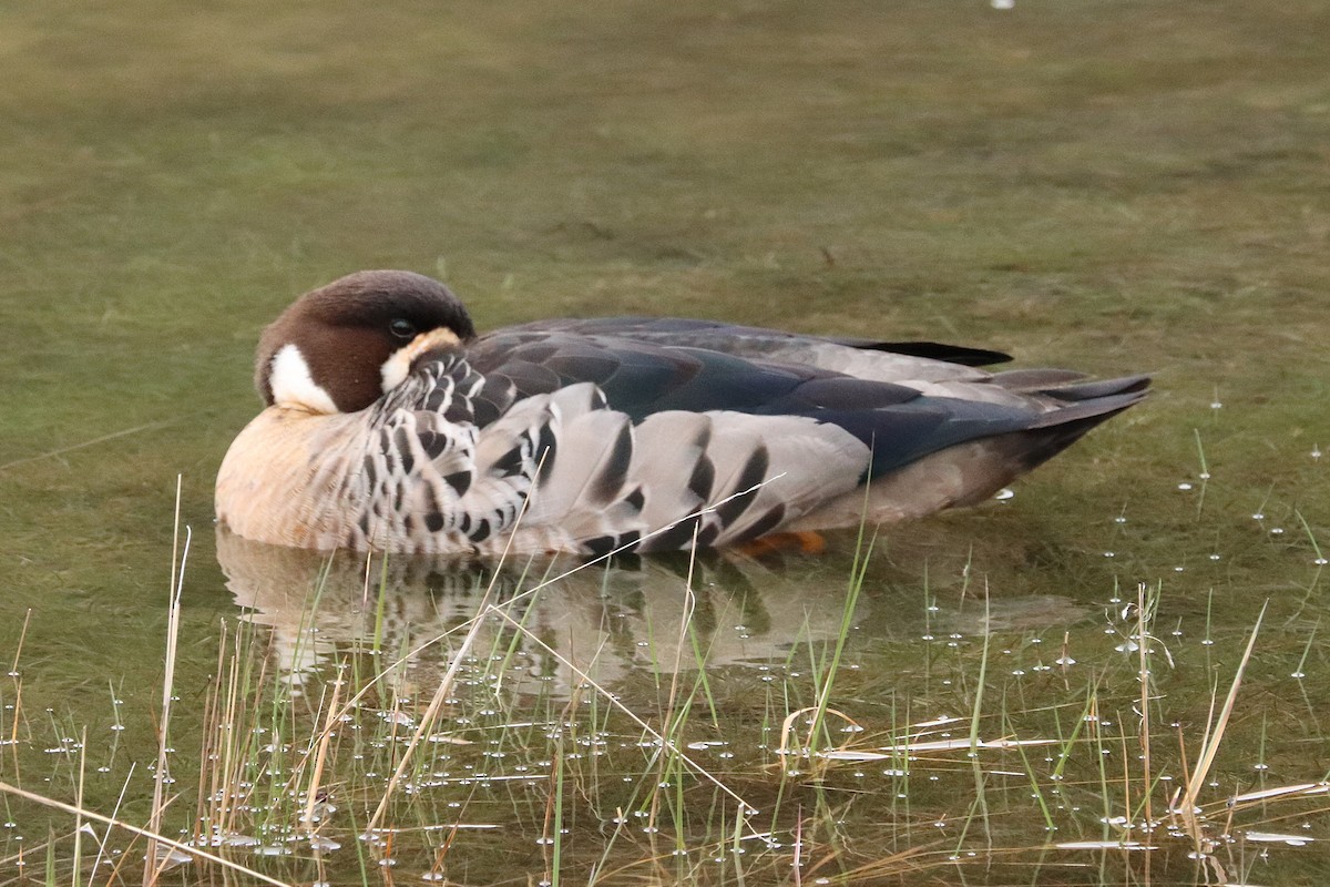 Spectacled Duck - ML645357322