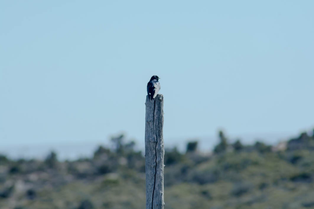 Southern Martin - ML645357330