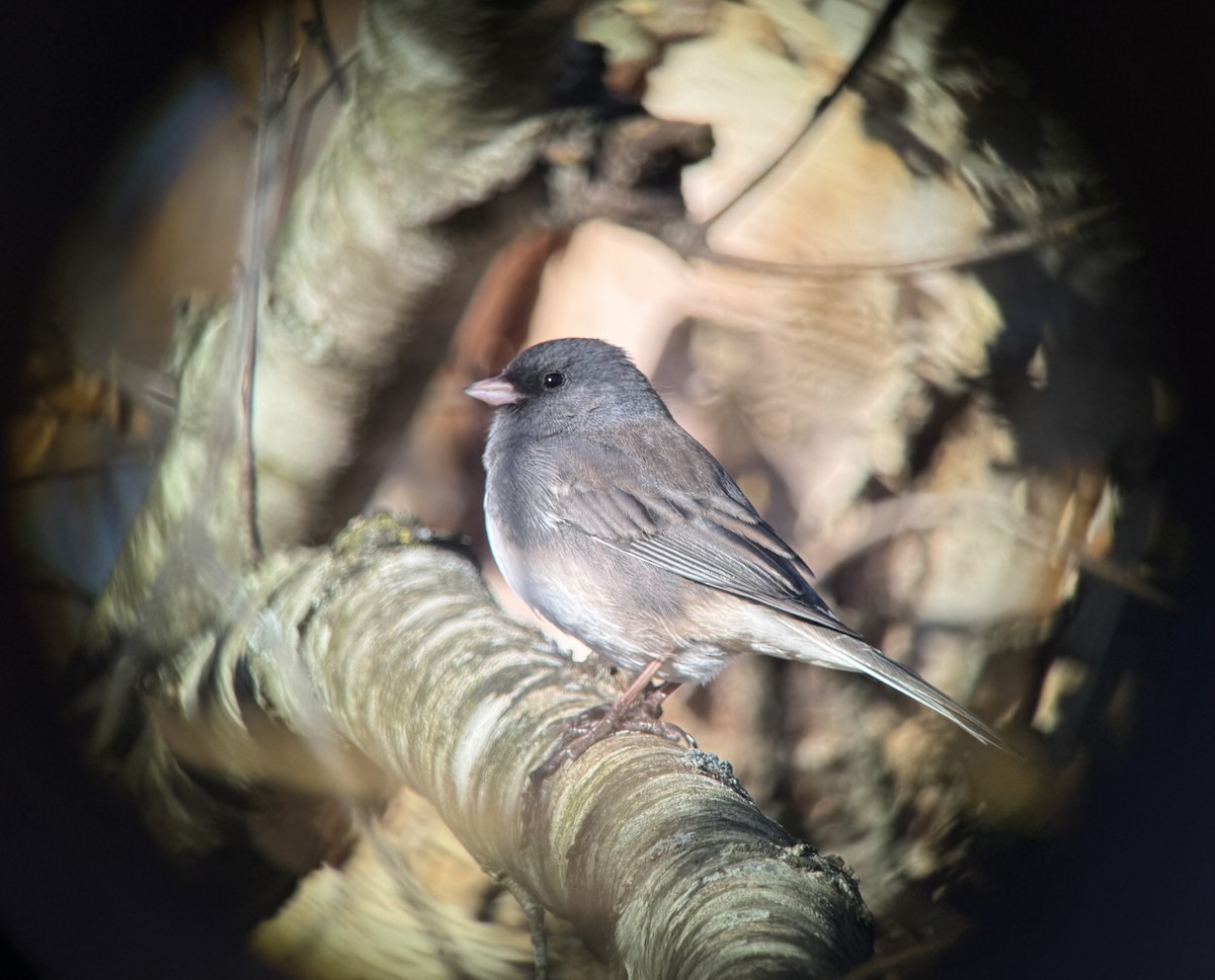 Dark-eyed Junco - ML645357331