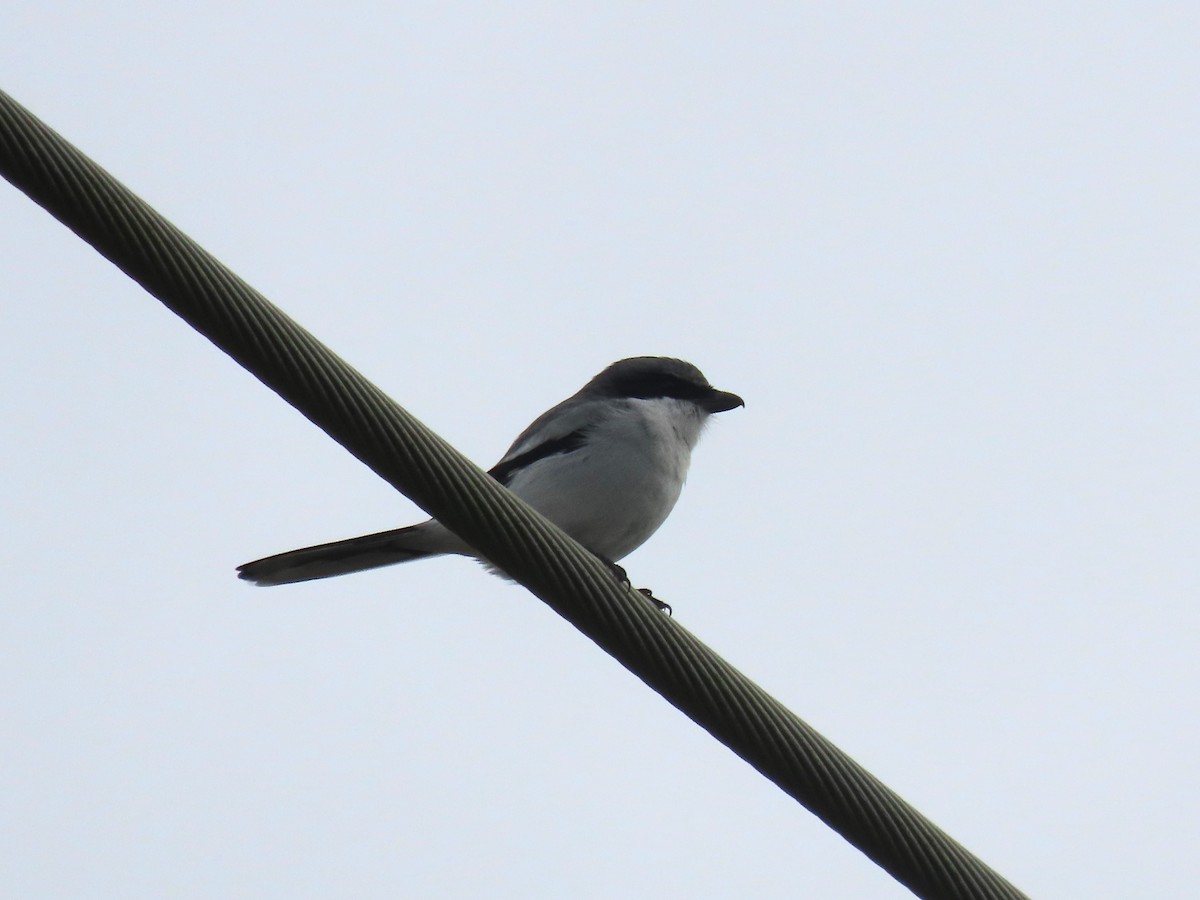 Alcaudón Americano - ML645357352