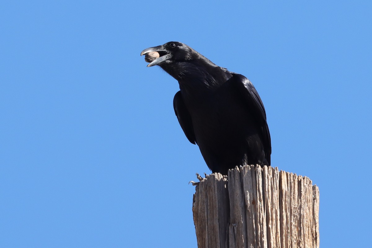 Erroi handia - ML645357358