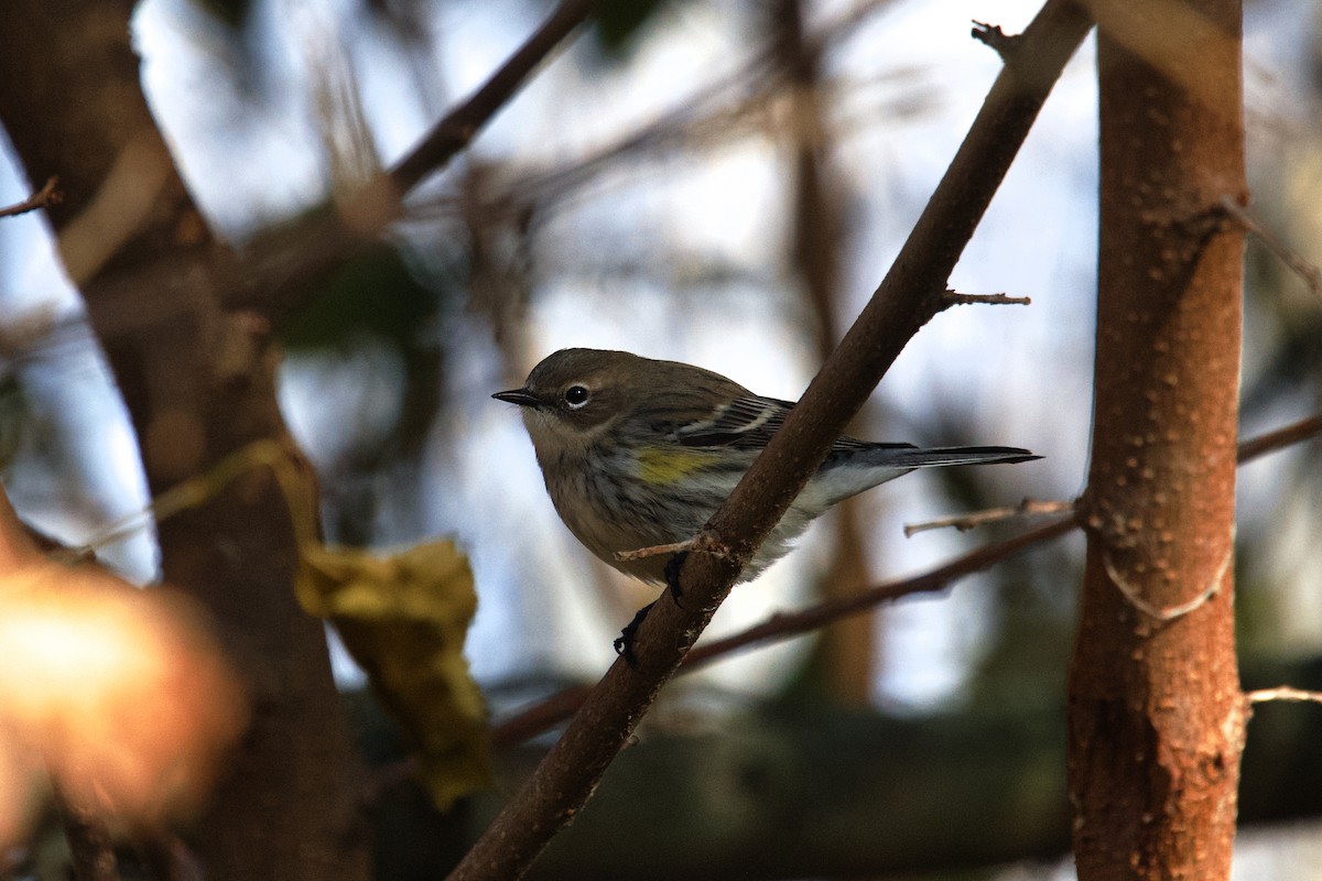 Yellow-rumped Warbler - ML645357359