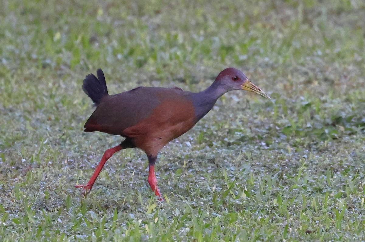 Russet-naped Wood-Rail - ML645357363