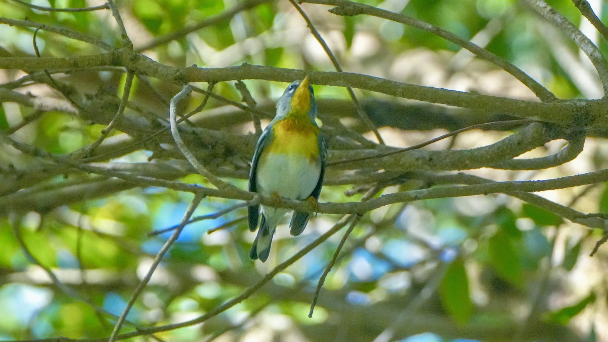 Northern Parula - ML645357366