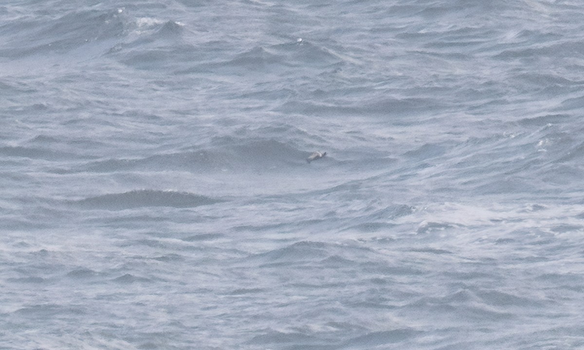 Wellenläufer - ML645357367