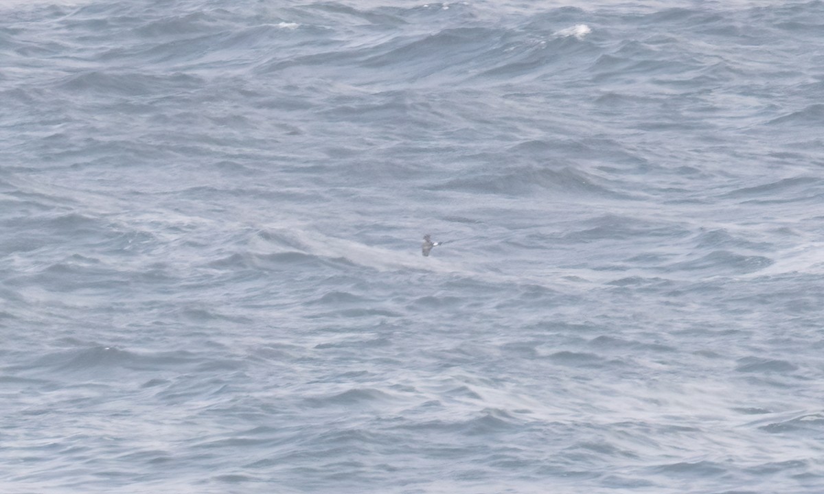 Wellenläufer - ML645357368