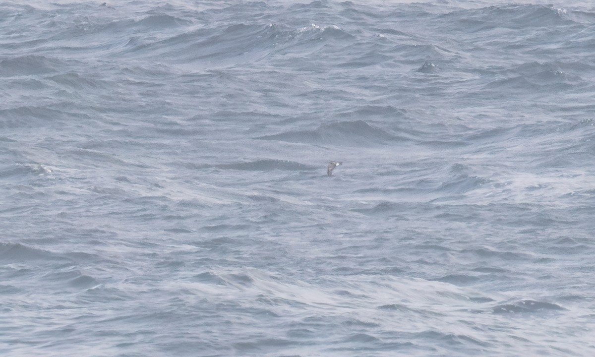 Wellenläufer - ML645357369