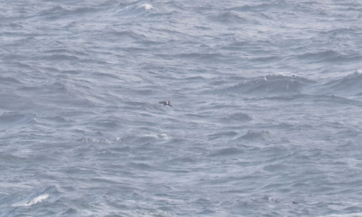 Wellenläufer - ML645357370