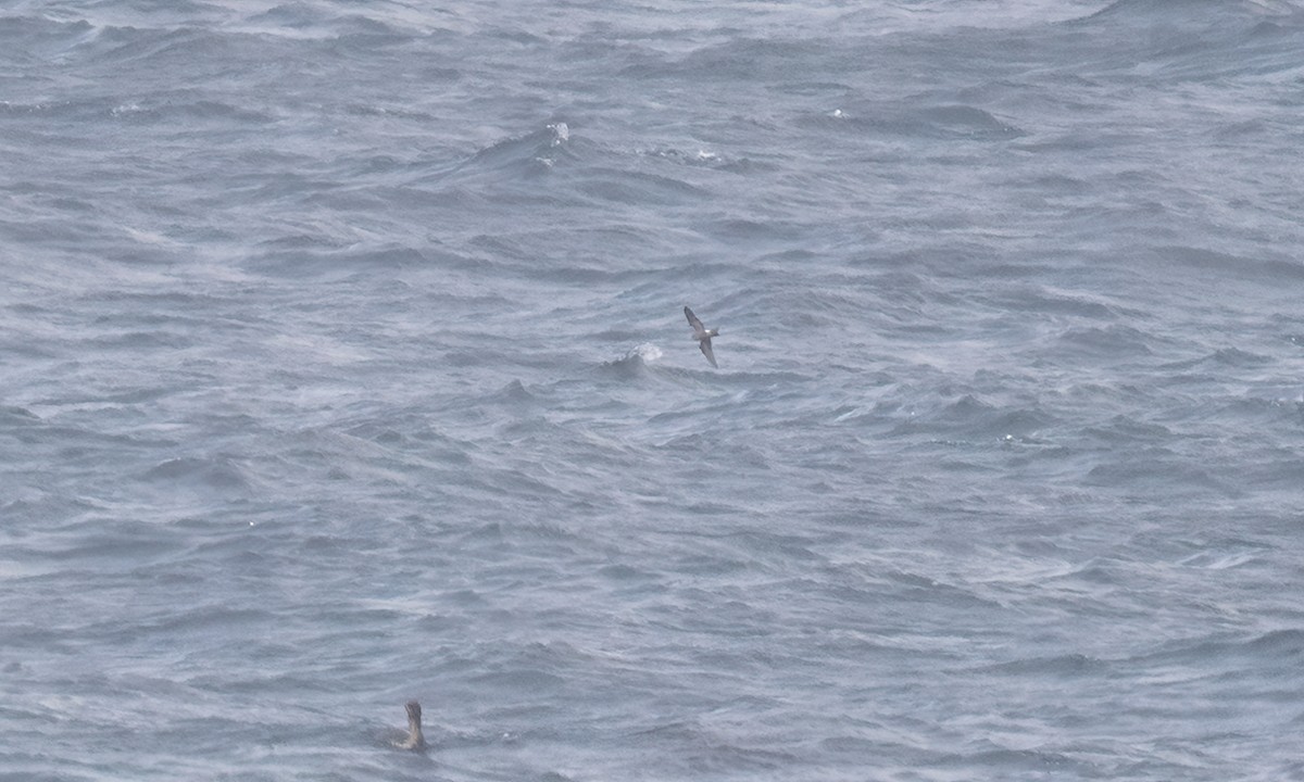 Wellenläufer - ML645357371