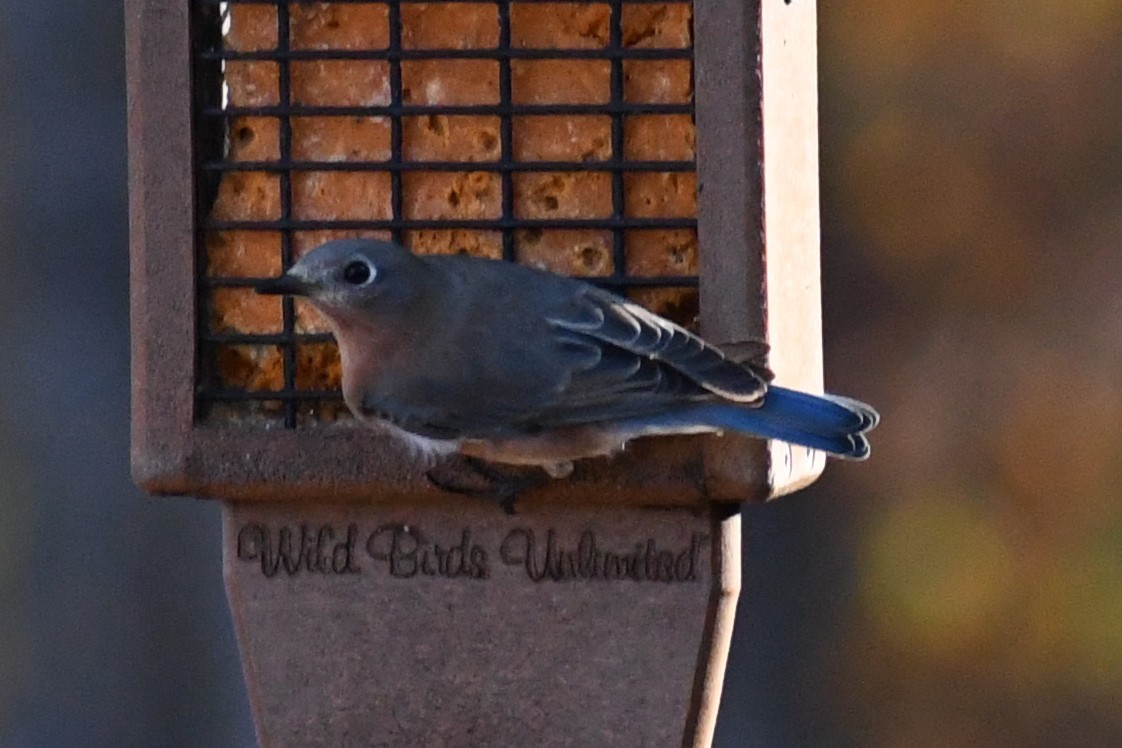 Eastern Bluebird (Eastern) - ML645357373