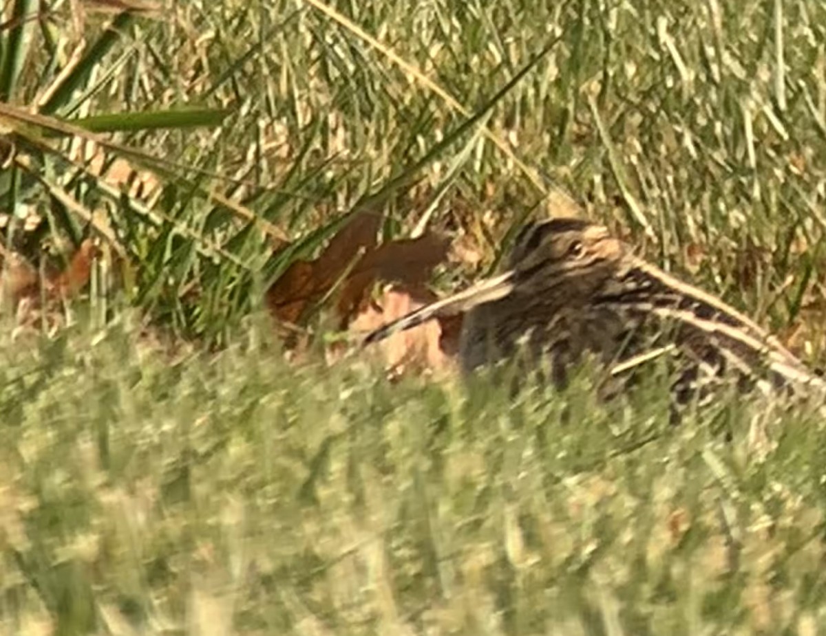 Wilson's Snipe - ML645357382