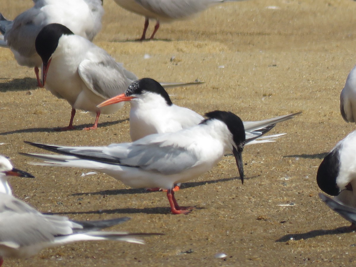 Roseate Tern - ML645357385