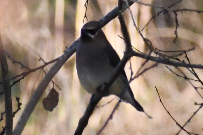 Cedar Waxwing - ML645357398