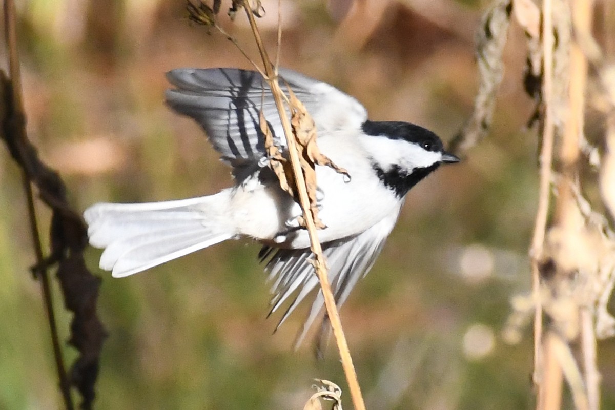 Carolina Chickadee - ML645357414