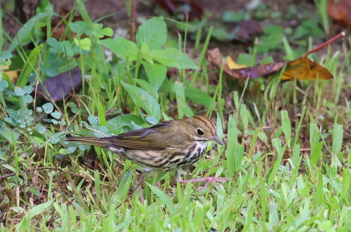 Ovenbird - ML645357418