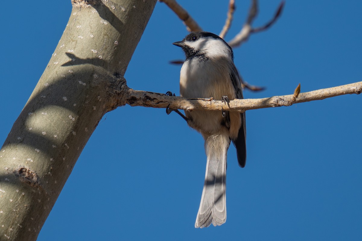 Black-capped Chickadee - ML645357419