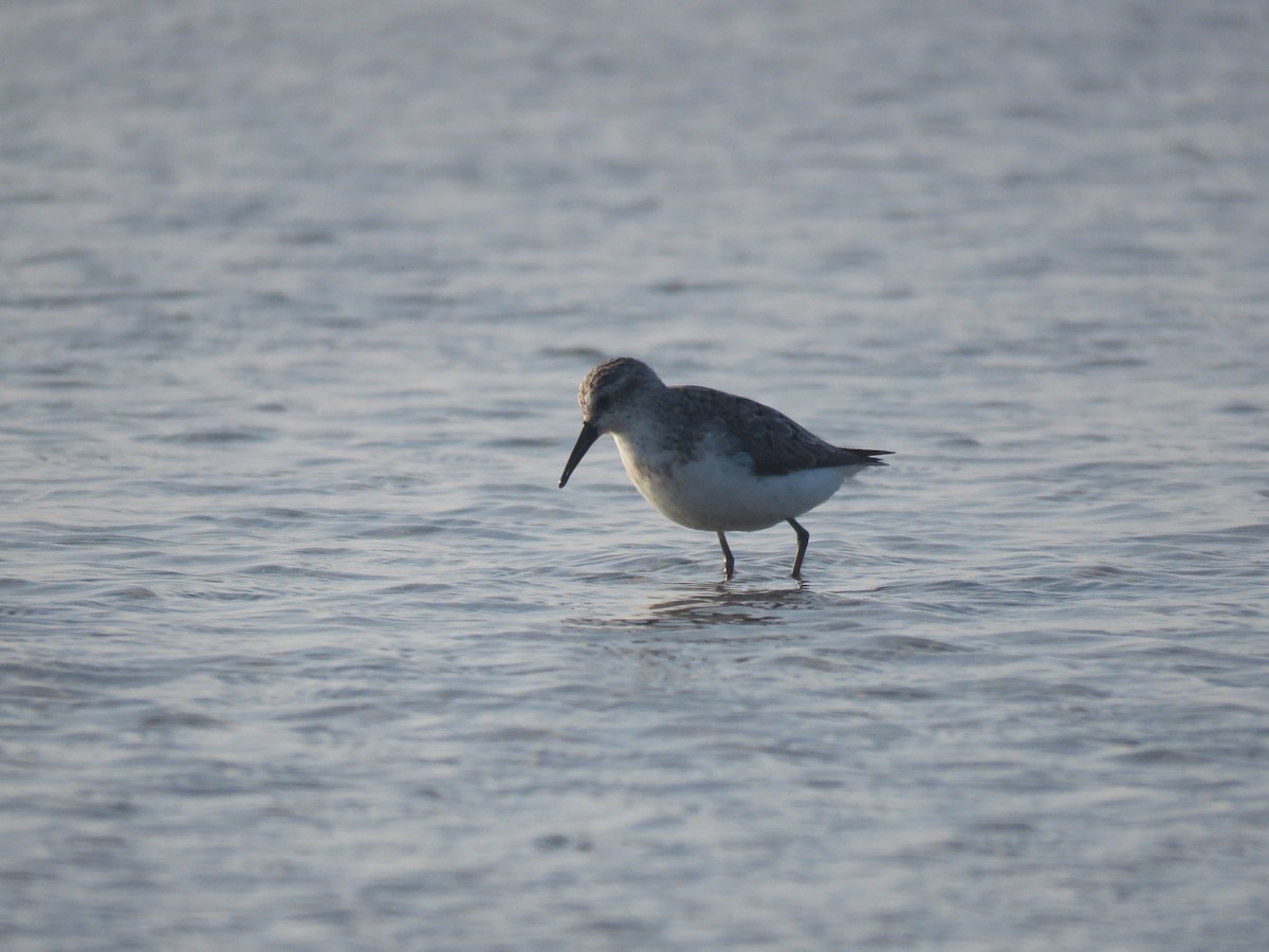 jespák rezavý - ML645357423