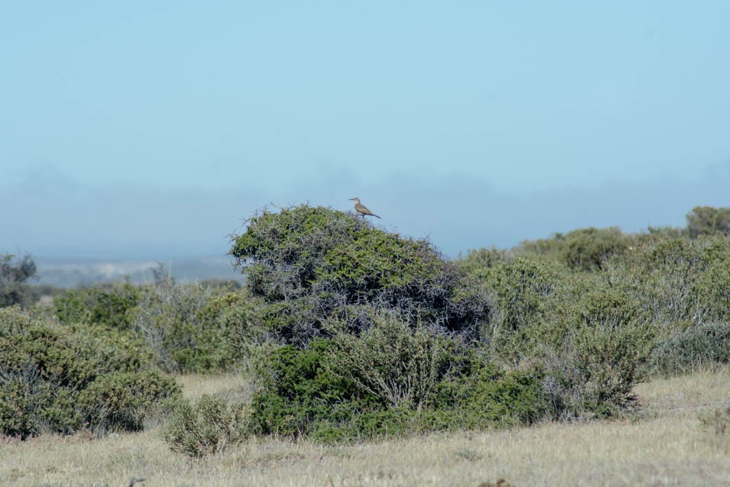 Scale-throated Earthcreeper - ML645357425