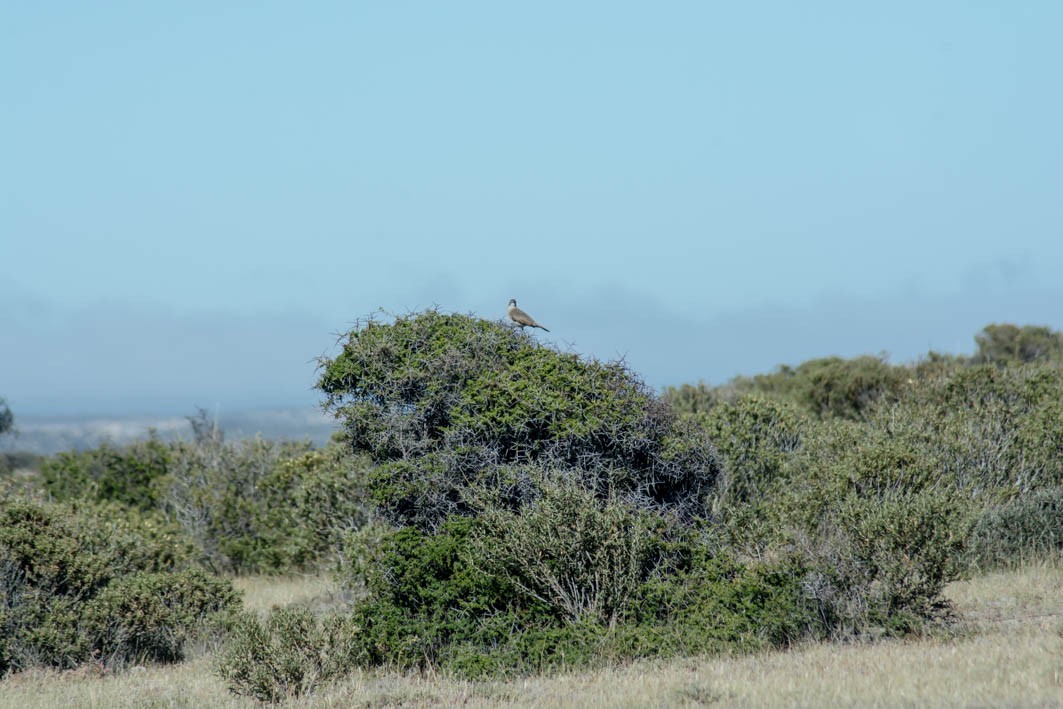 Scale-throated Earthcreeper - ML645357426