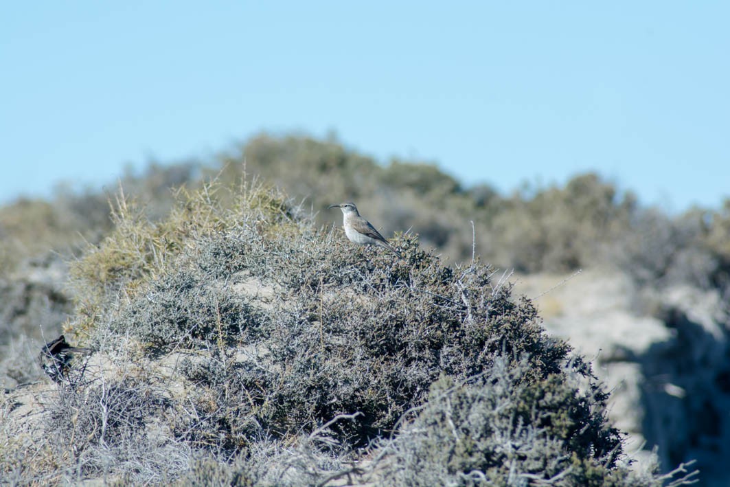 Scale-throated Earthcreeper - ML645357427