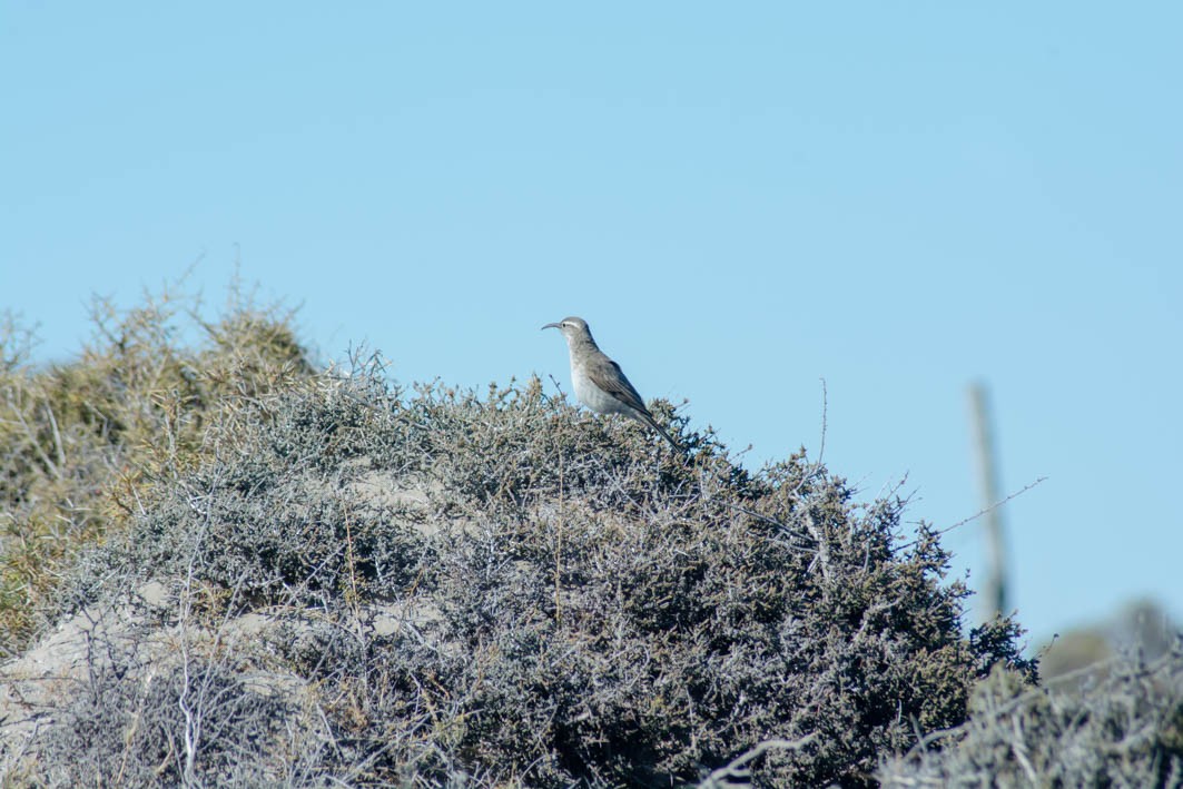 Scale-throated Earthcreeper - ML645357429