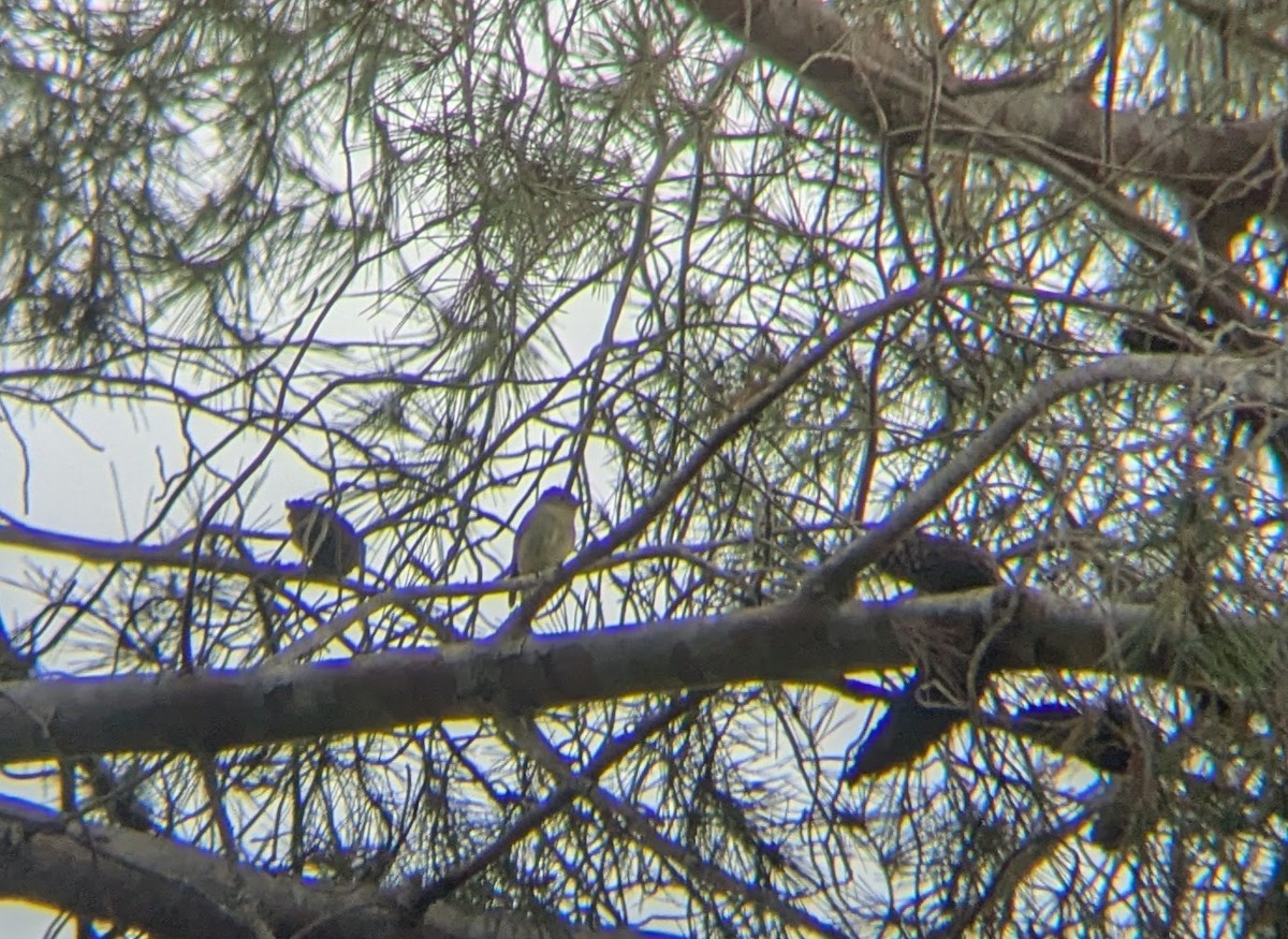 Hammond's Flycatcher - ML645357434