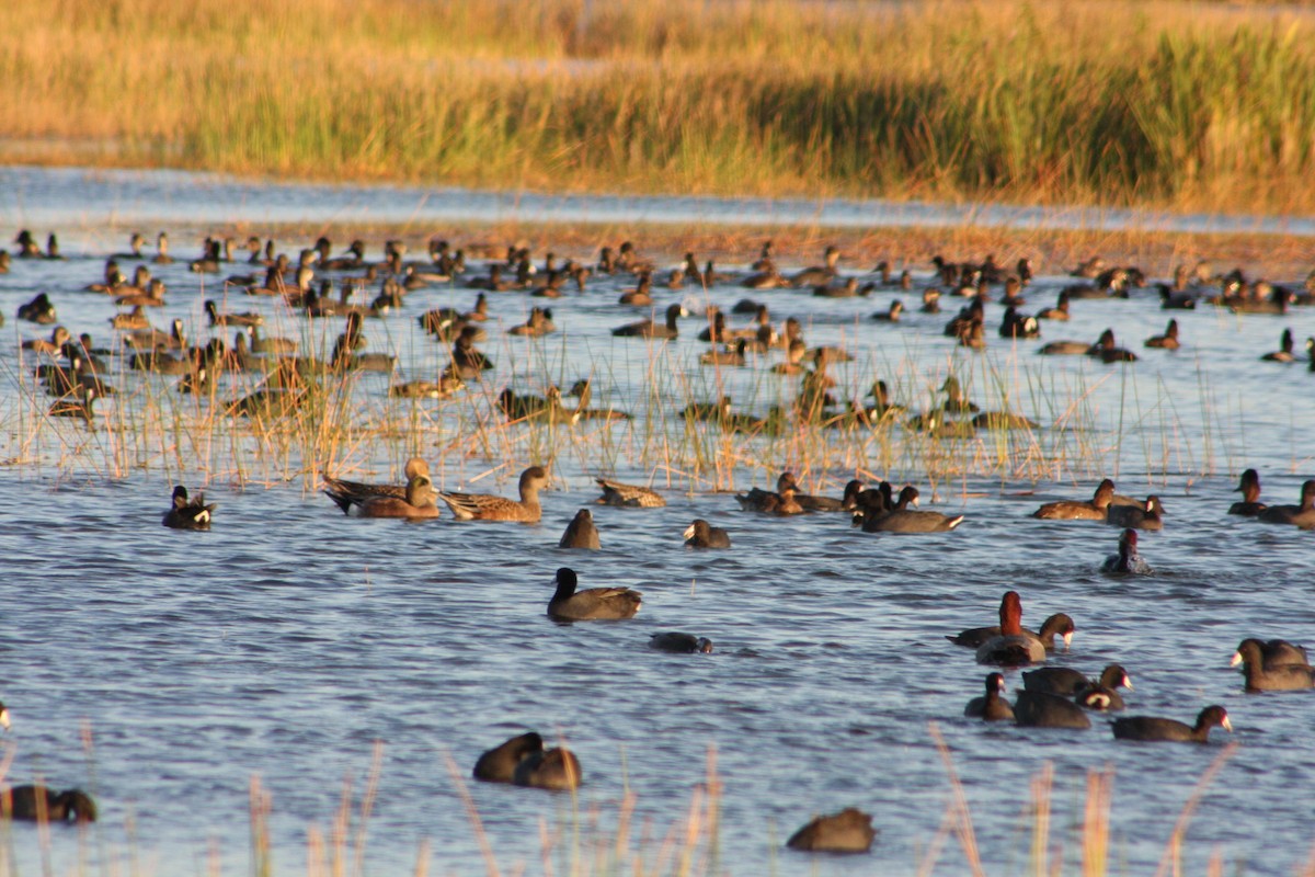 Fischione americano - ML645357437