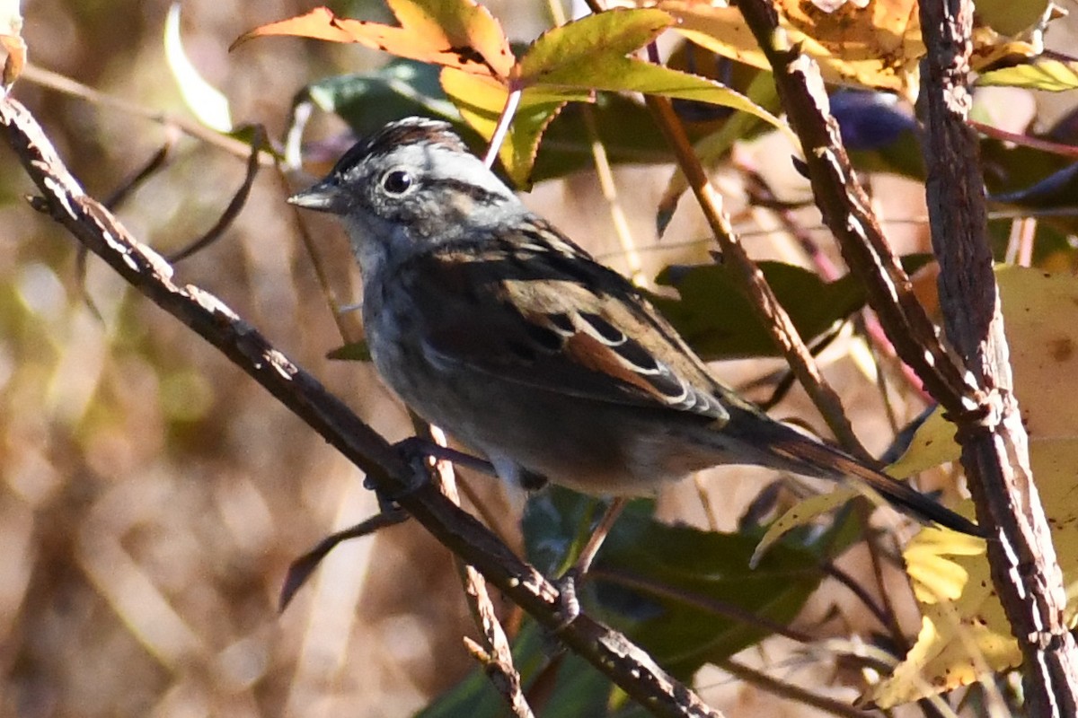 Swamp Sparrow - ML645357439