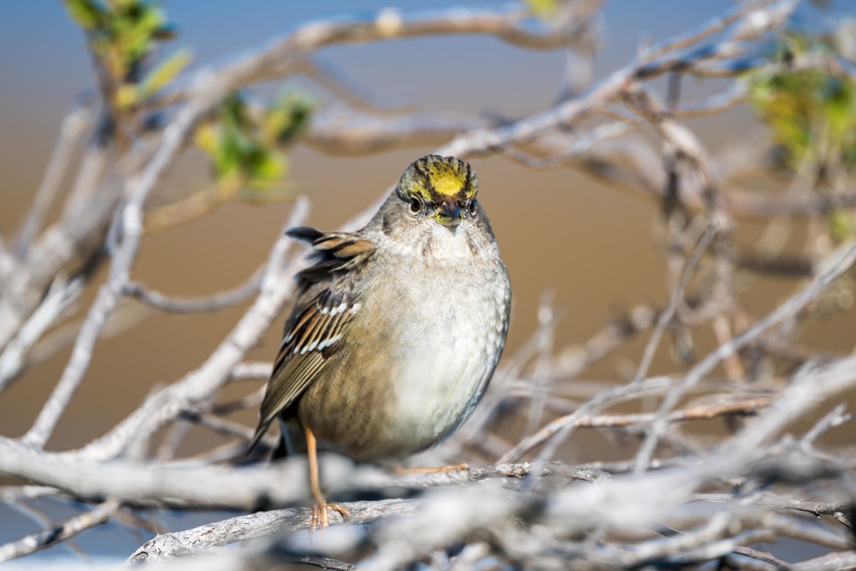 Golden-crowned Sparrow - ML645357440