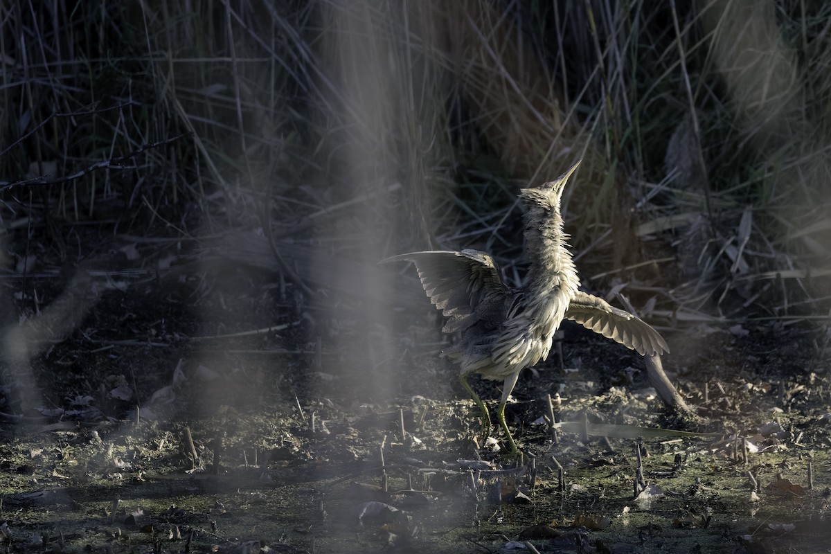 アメリカサンカノゴイ - ML645357441