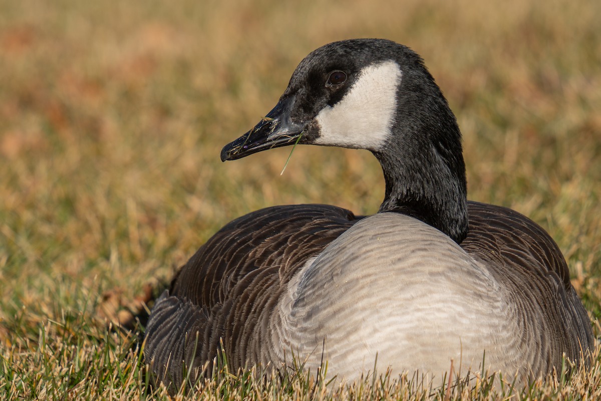Canada Goose - ML645357443