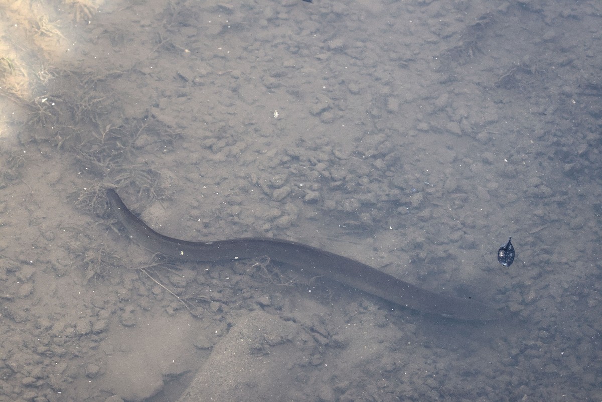 澳洲鰻鱺 - ML645357445