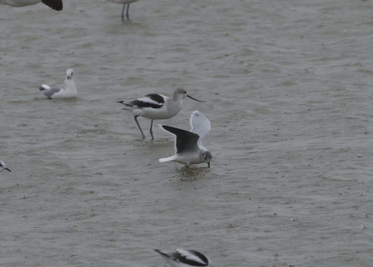 Little Gull - ML645357446