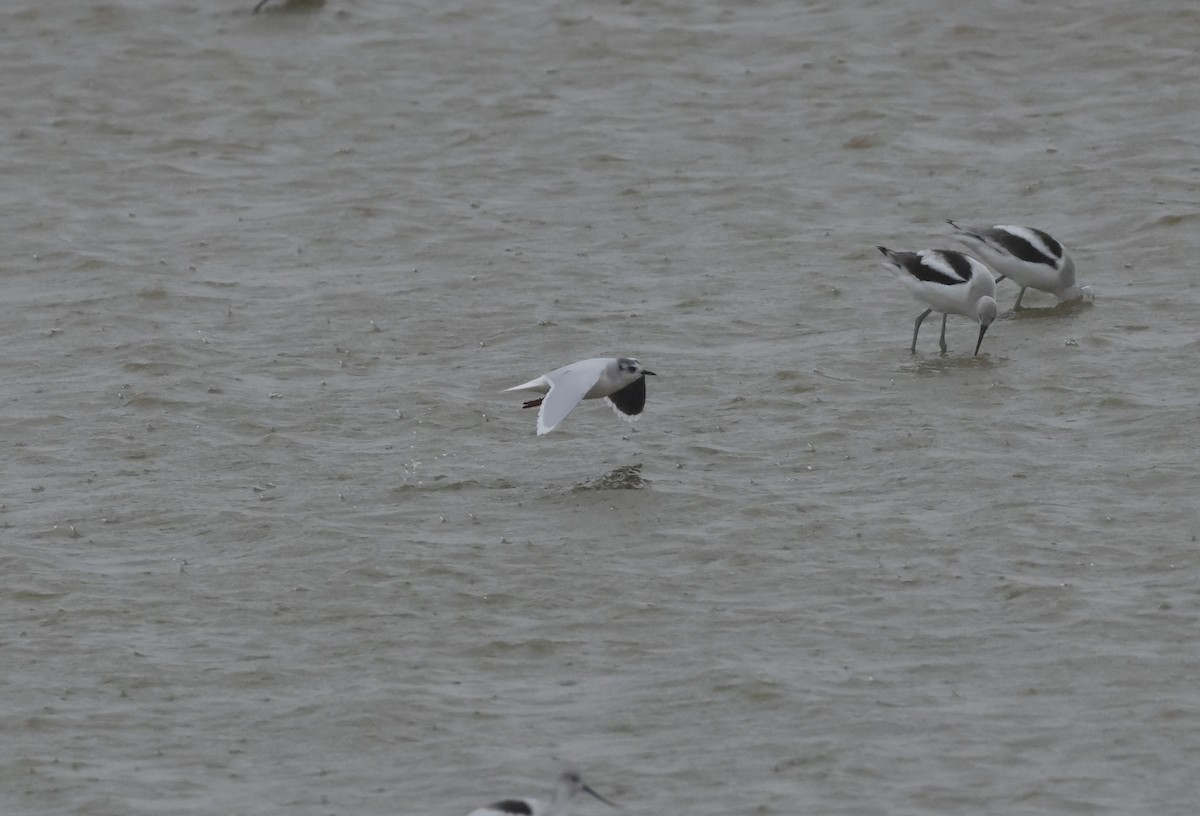 Little Gull - ML645357447
