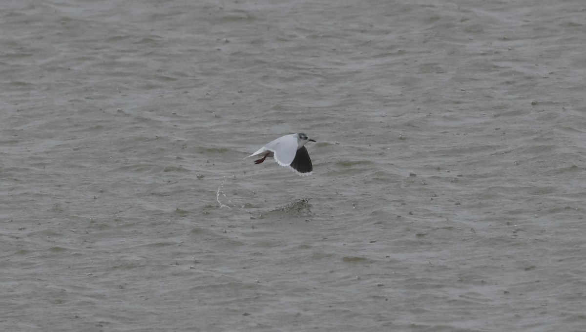 Little Gull - ML645357448