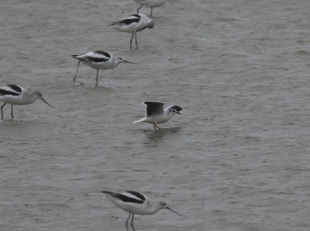 Little Gull - ML645357449