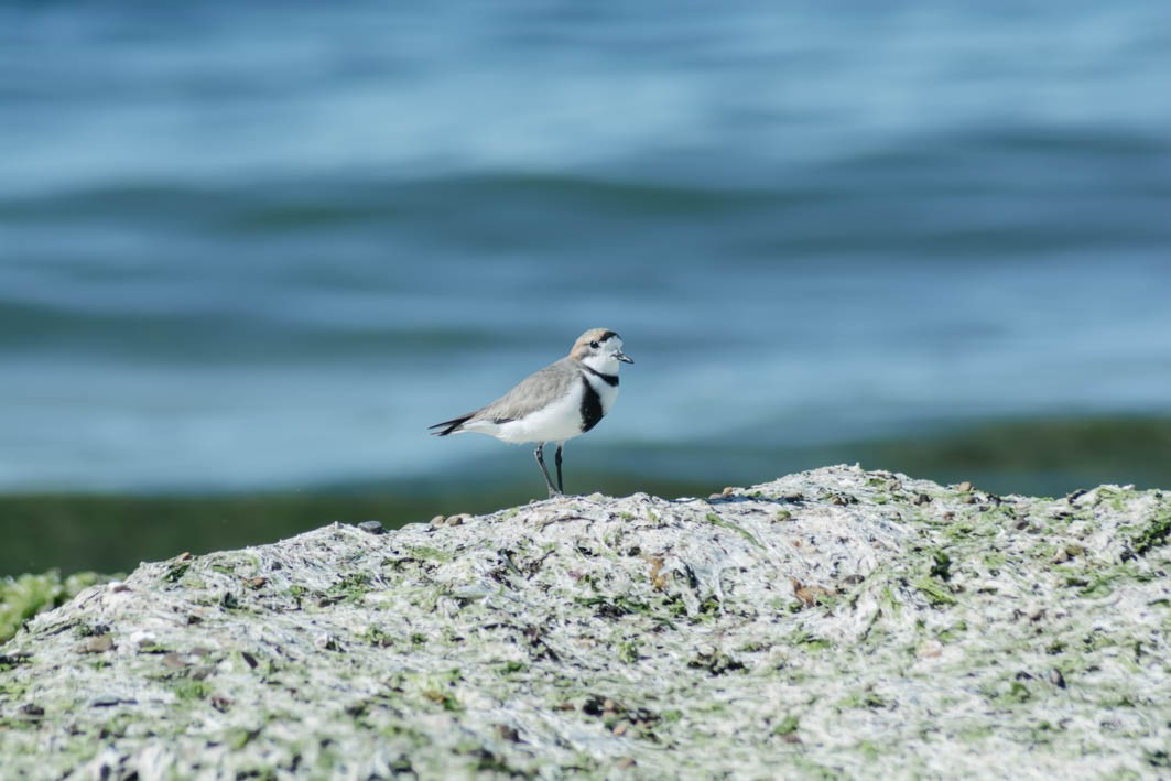 Two-banded Plover - ML645357456