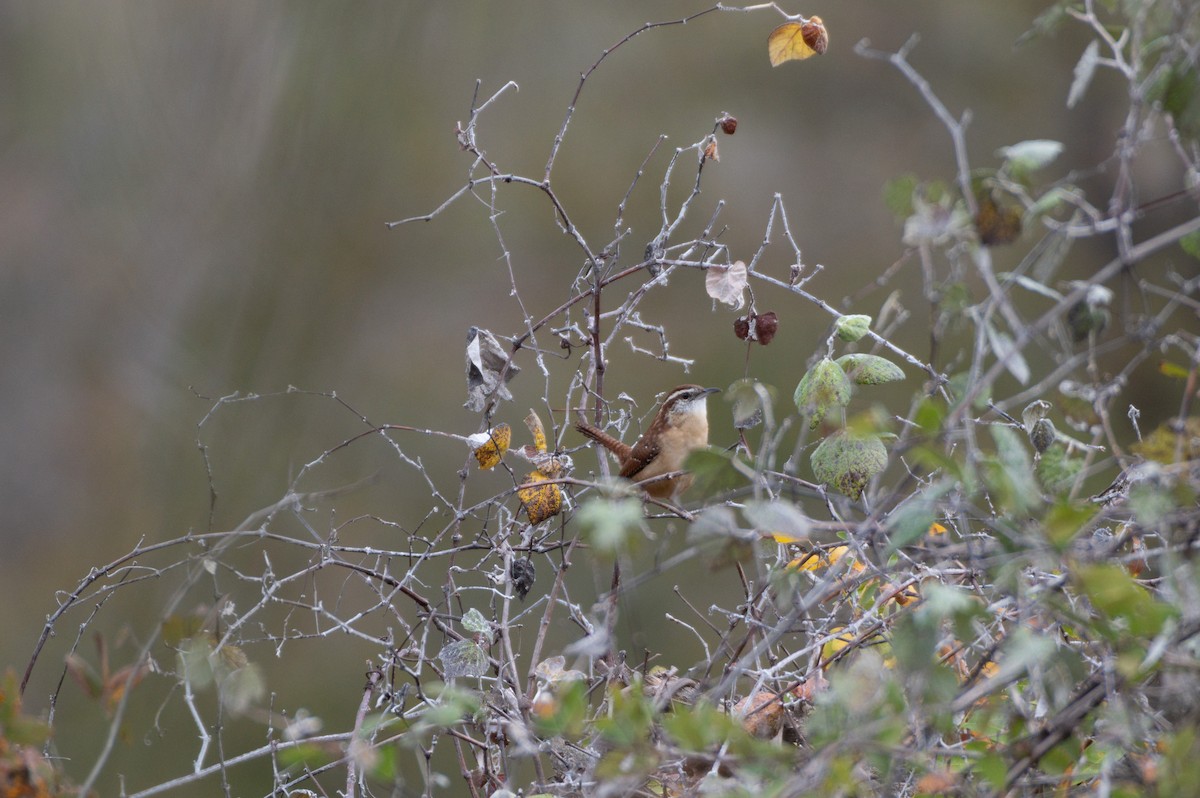 Carolina Wren - ML645357479